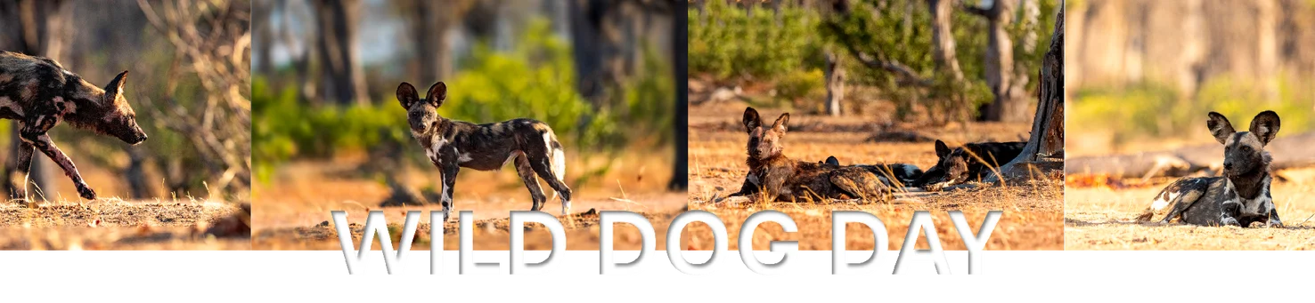 April 16 is the Save the Elephant Day and August 12th is the world elephant day