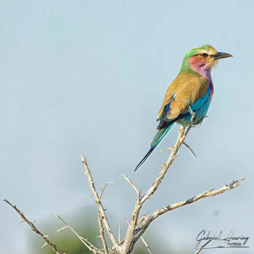 Birds of Africa