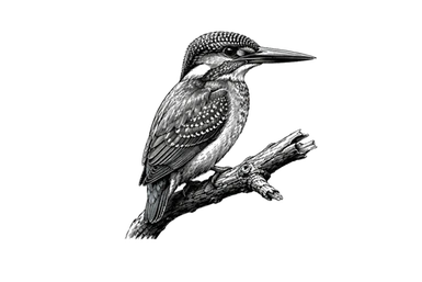 Kingfisher in the Ngorongoro area during a photographic safari in Tanzania