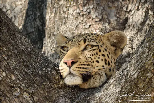 Okavango delta portfolio