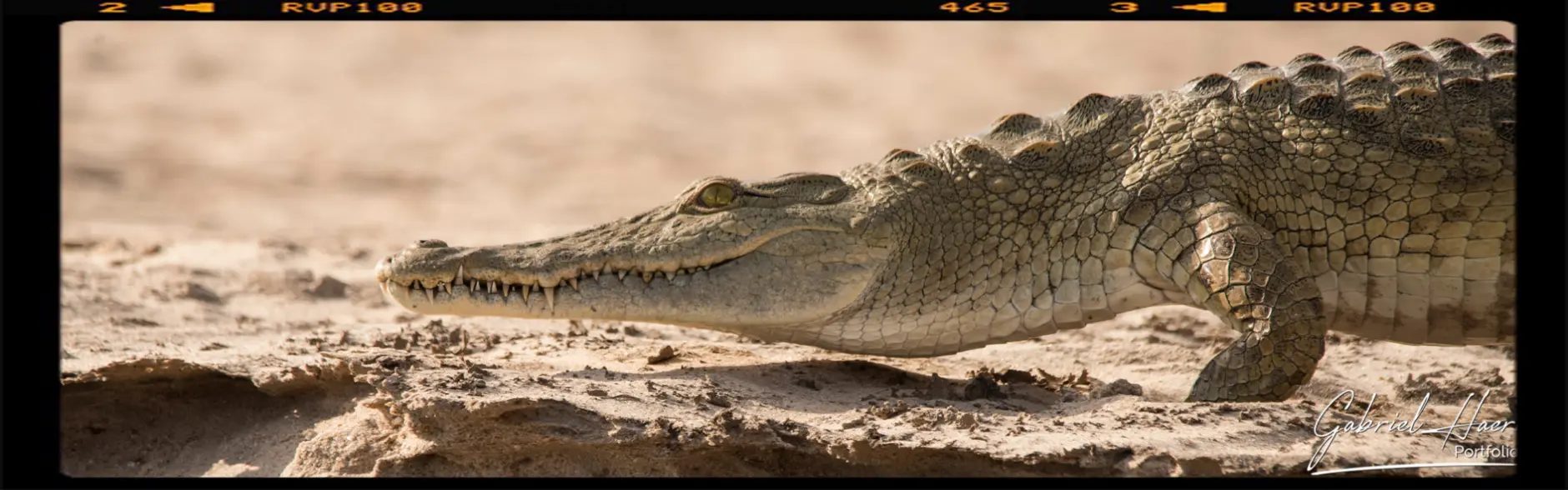 A huge nile crocodile on the Rufiji river bank in Nyerere National Park