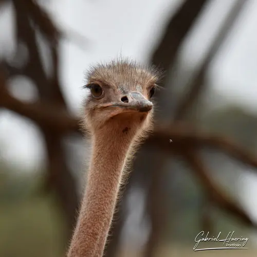 African animal glances