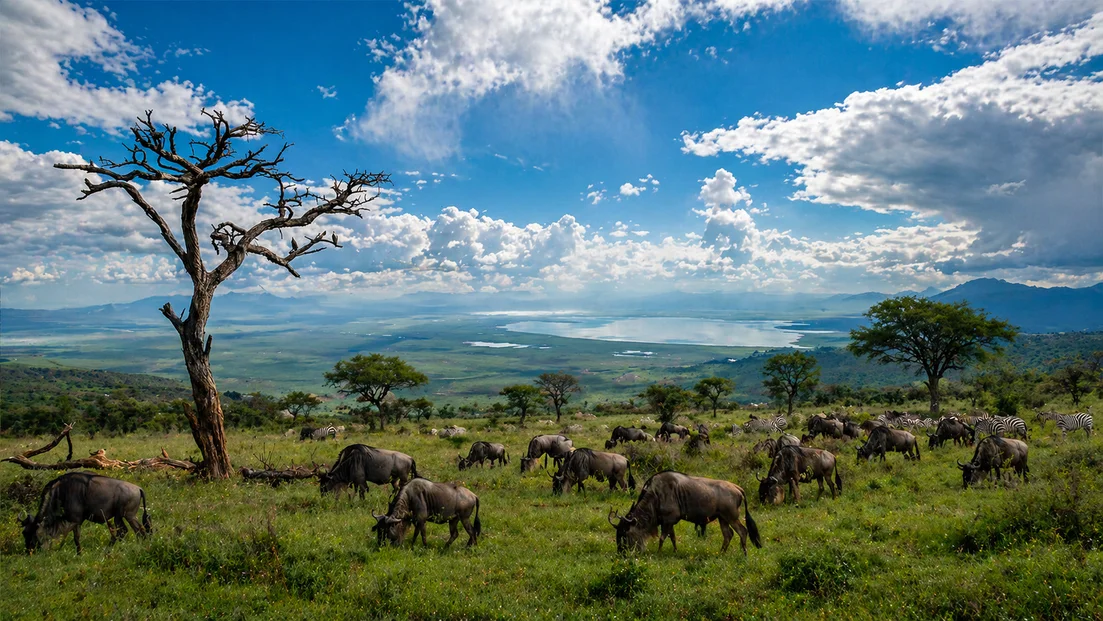 Photographer in a safari vehicle photographing a lion in green Tanzanian landscape