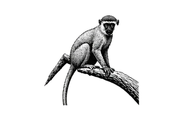Vervet monkey in the Ngorongoro area during a photographic safari in Tanzania