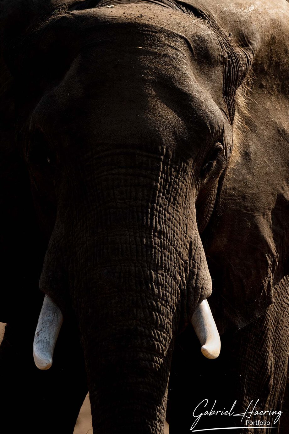 This elephant looks very close. Thanks to a big lense, the correct distance was kept while photographing.Ethical photographic safari observation from a vehicle is important maintaining a respectful distance from wildlife