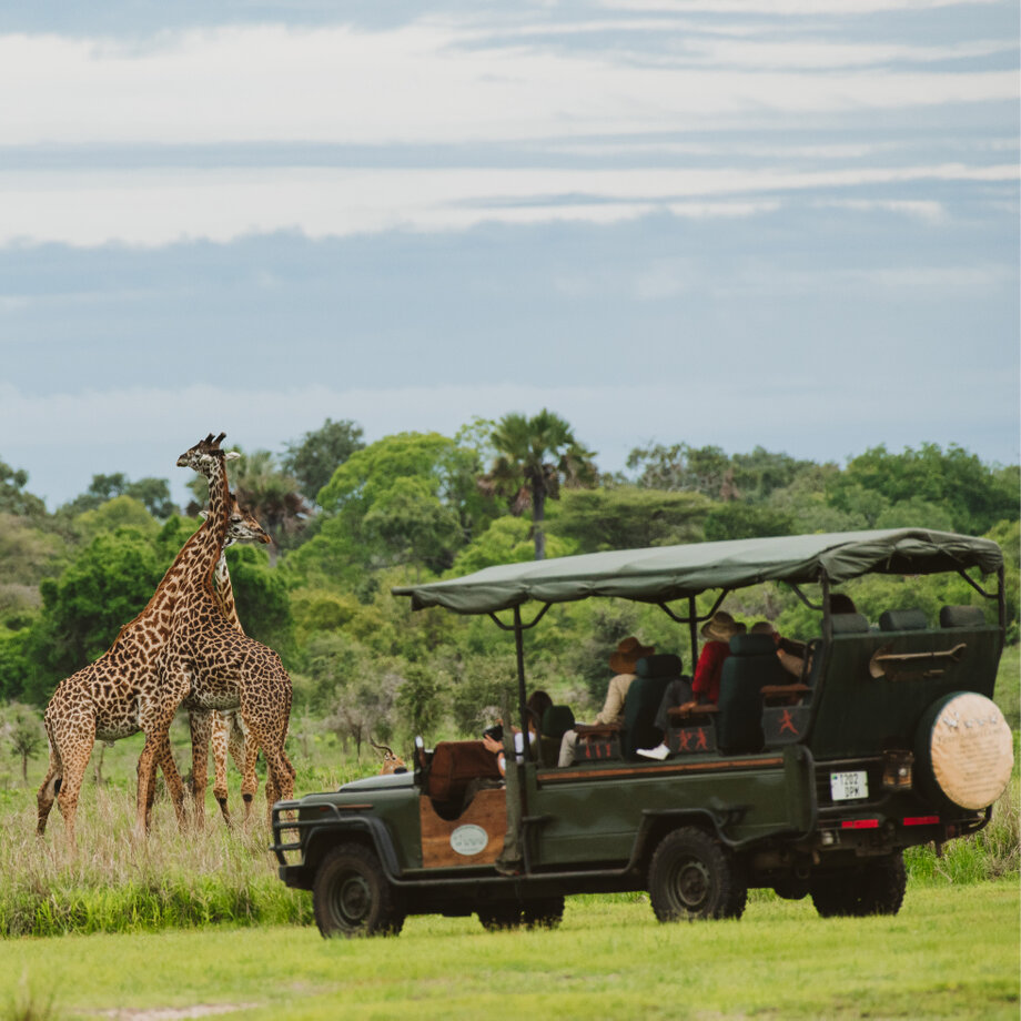 Keeping the correct distance while observing Giraffes in the Katavi National Park with an open vehicle