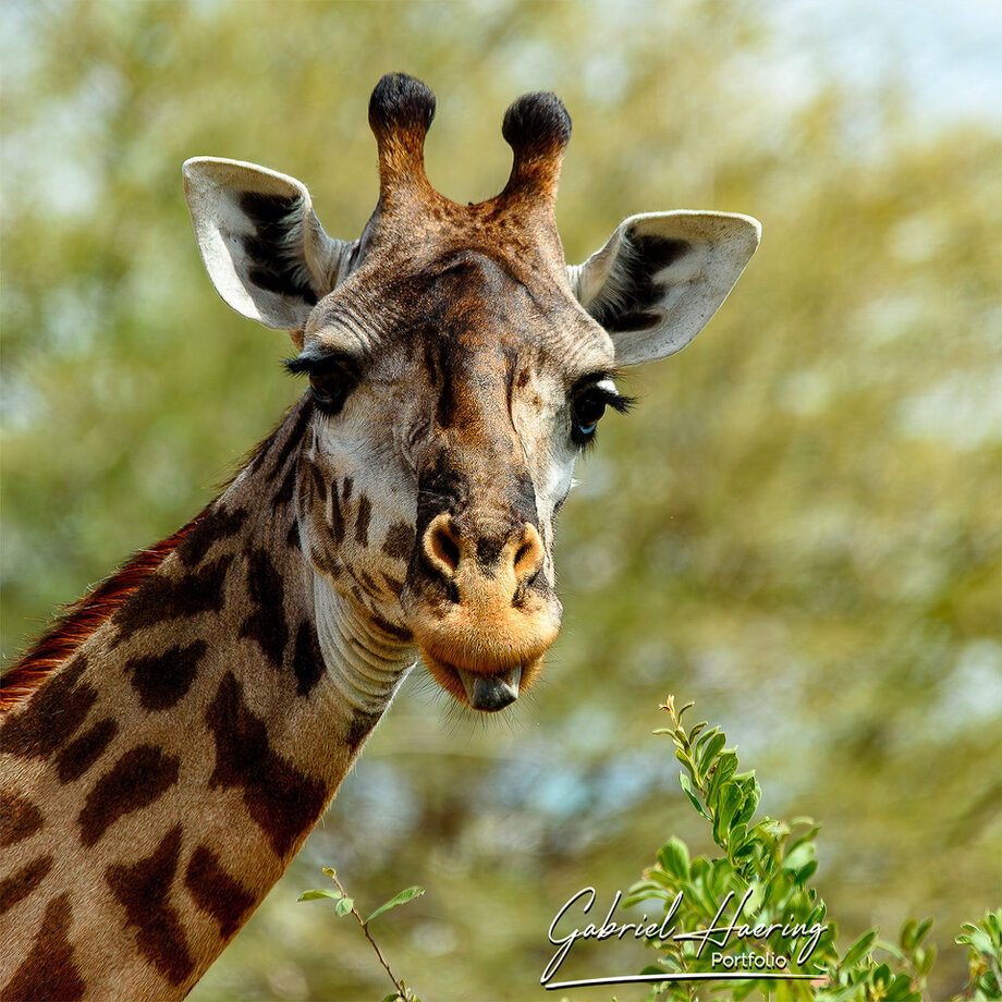 Giraffes are curious but also shy. This one was having lunch and looked toward us