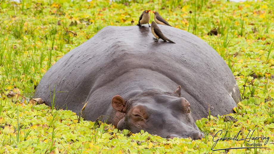 Hippos in the Rufiji River with birds on top during a Southern Tanzania photographic safari