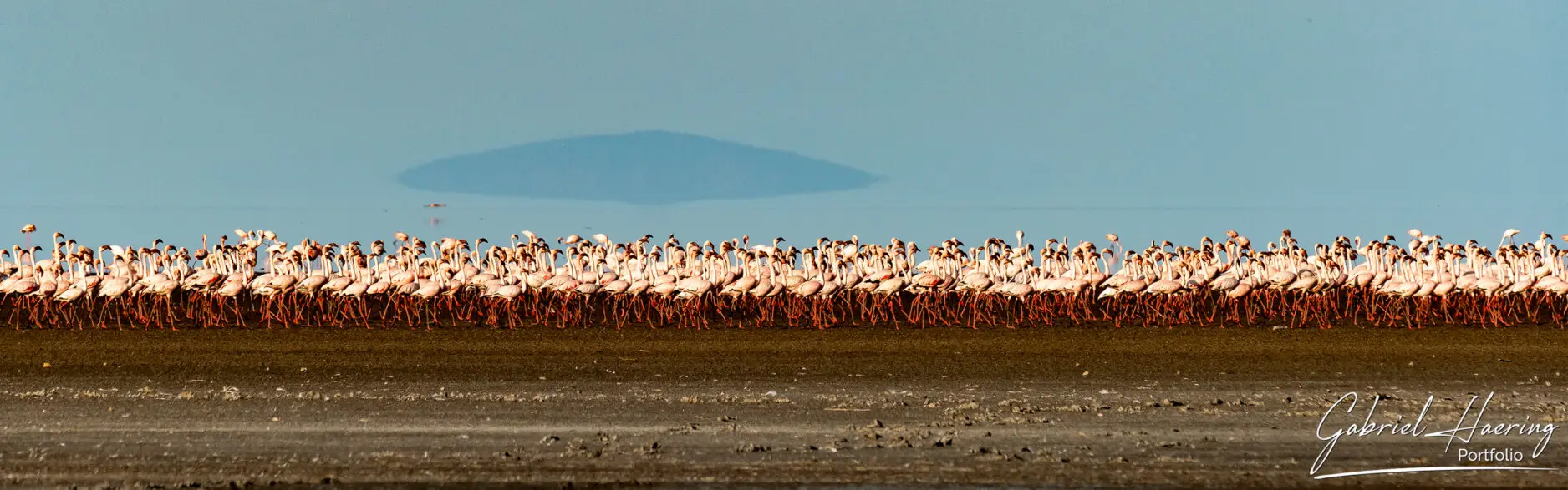 A huge flock of Lesser Flamingos on the river bank ofr Lake Natron
