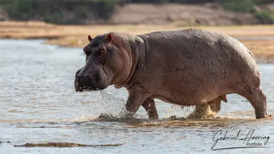 A huge hippo is entering the Rufiji River in Nyerere National Park