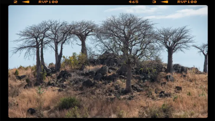 A baobab forest in Ruaha National Park, Tanzania