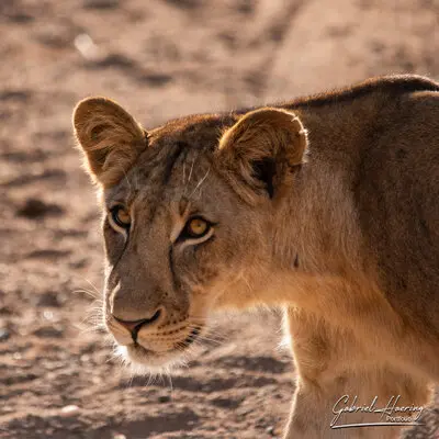 Lioness photographed in Ruaha National Park during a Tanzania photographic safari