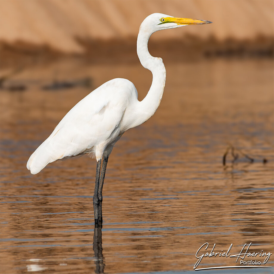 White heron beside the Rufiji River in Nyerere National Park