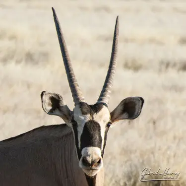 Animal glances in african nature