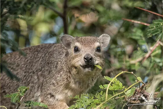 Animal glances in african nature