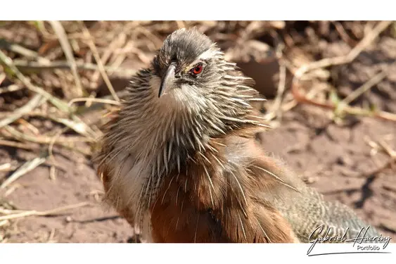Animal glances in african nature