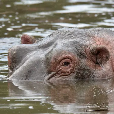 Animal glances in african nature