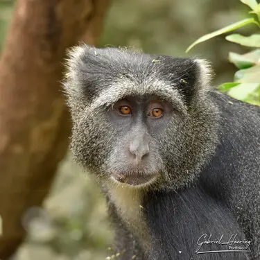 Animal glances in african nature