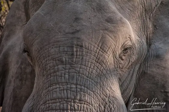 Animal glances in african nature