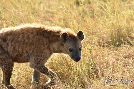 Animal glances in african nature
