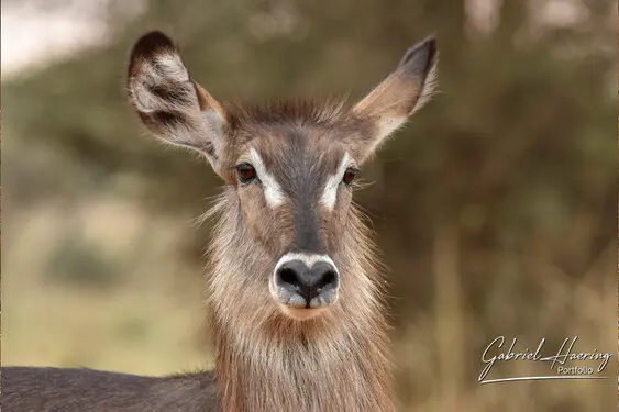 Animal glances in african nature