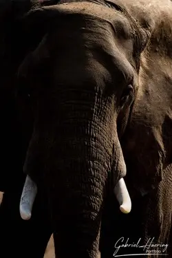 Animal glances in african nature