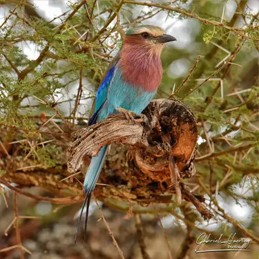African birds depicted by Gabriel Haering