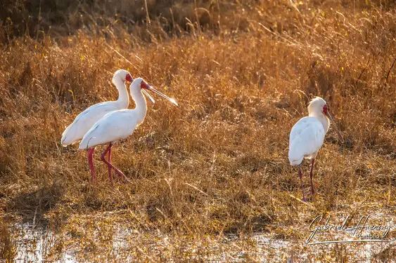 African birds depicted by Gabriel Haering