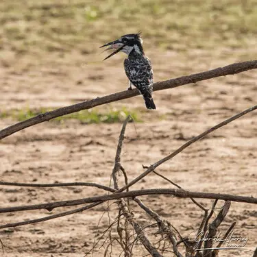 African birds depicted by Gabriel Haering