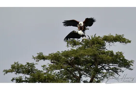 African birds depicted by Gabriel Haering