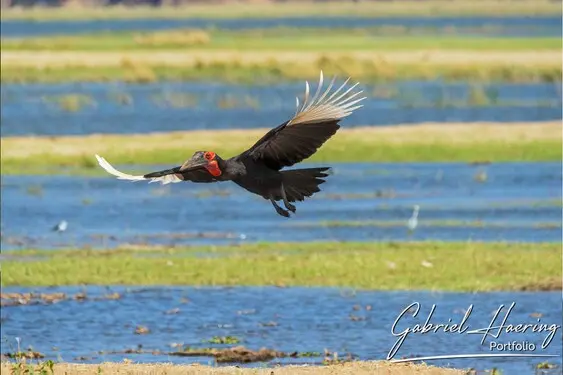 African birds depicted by Gabriel Haering