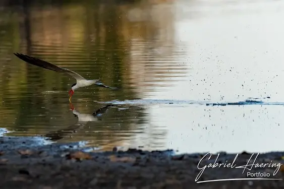 African birds depicted by Gabriel Haering