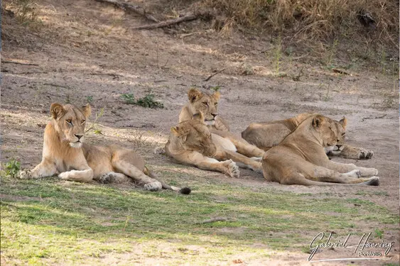 African felines - by Gabriel Haering