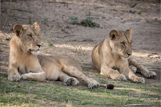 African felines - by Gabriel Haering