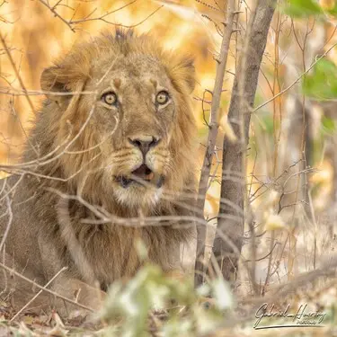 African felines - by Gabriel Haering