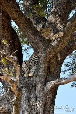 African cats in National Parks photography