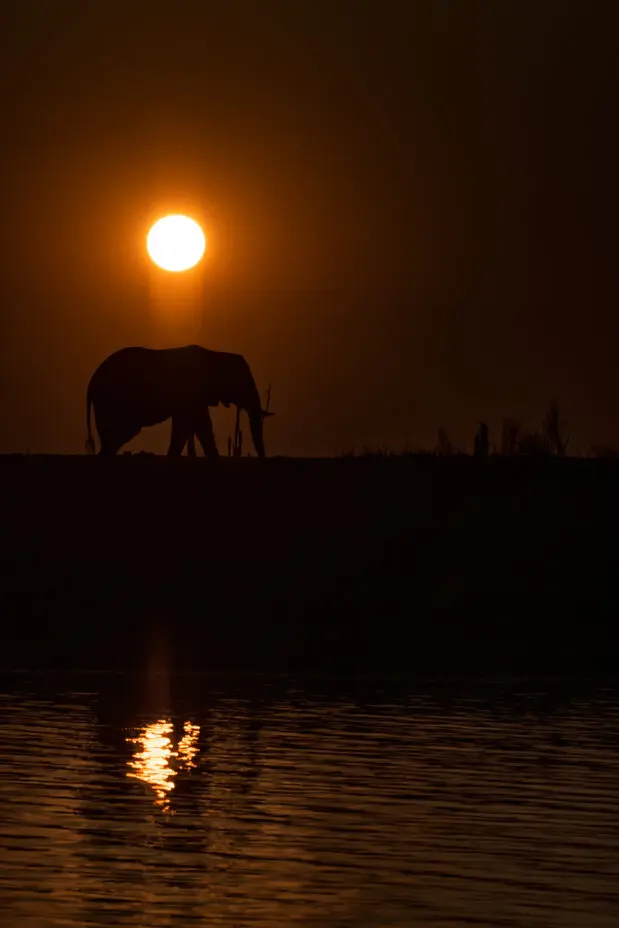 African Elephants by Gabriel Haering