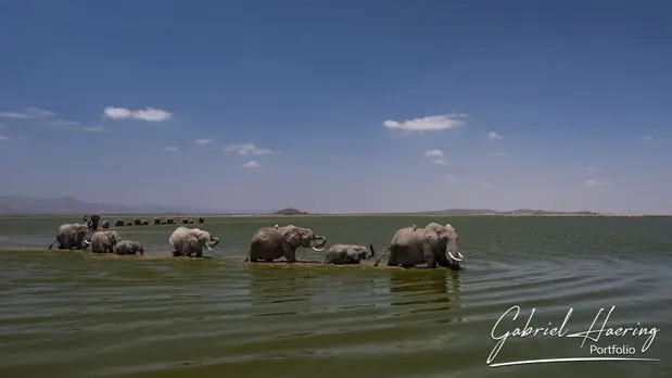 African Elephants by Gabriel Haering