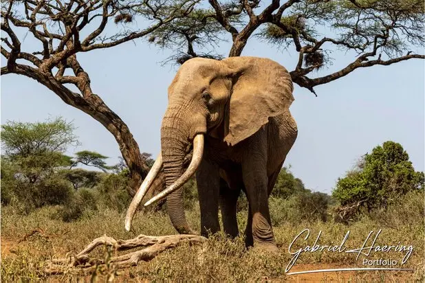 African Elephants by Gabriel Haering