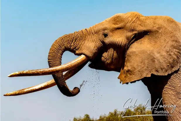 African Elephants by Gabriel Haering