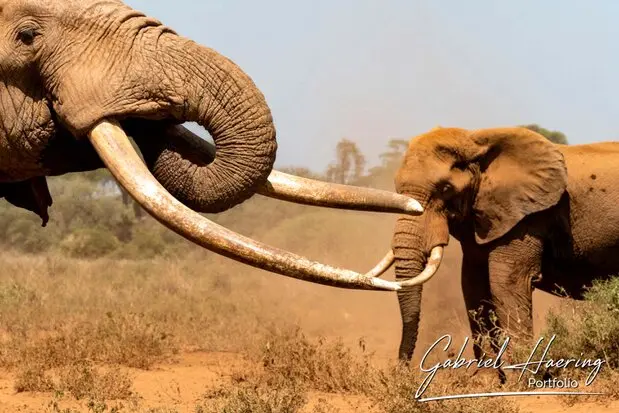 African Elephants by Gabriel Haering