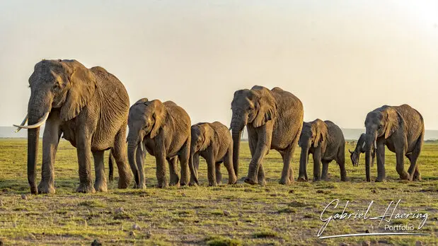 African Elephants by Gabriel Haering