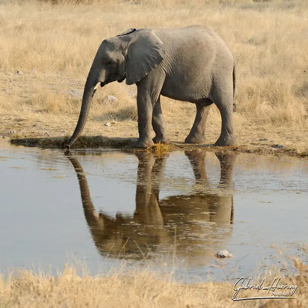 African Elephants by Gabriel Haering