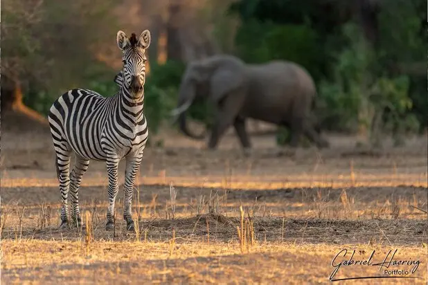 African Zebras by Gabriel Haering