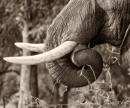 Elephant black and white fine art picture available for sale for a good cause in kenya