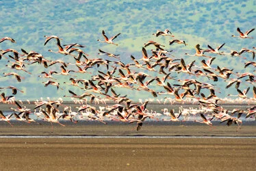 Flamingo in Lake Natron conservation, Tanzania, photographed during a guided photographic safari.