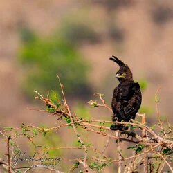 Eagle in  Mkomazi National Park, Tanzania, photographed during a guided photographic safari.