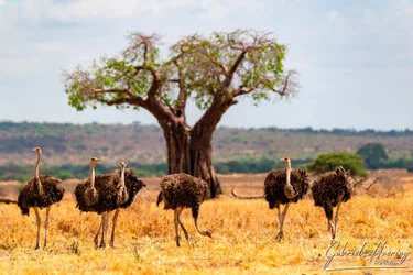 Ostrich group with baobab in Tarangire National Park, Tanzania, photographed during a guided photographic safari.
