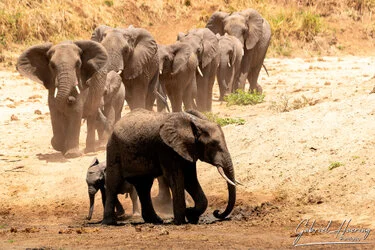 Elephant family in Tarangire National Park, Tanzania, photographed during a guided photographic safari.