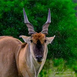 Eland in Tarangire National Park, Tanzania, photographed during a guided photographic safari.